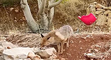 Tilkiye çocukları gibi baktılar