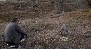 Tilkiyi elleriyle besledi, o anlar kamerada