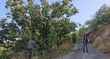 Tire dağlarında kestane hasadı başladı