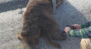 Tırın çarptığı yavru ayı telef oldu