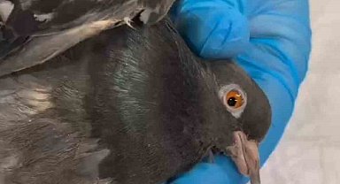 TMO'daki patlamada yaralanan güvercinler doğaya salındı