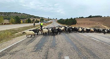 Tokat'ta yayladan dönen hayvanlara ekipler güvenli geçiş sağladı