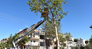 Toroslar Belediyesinden ağaçlara kış bakımı