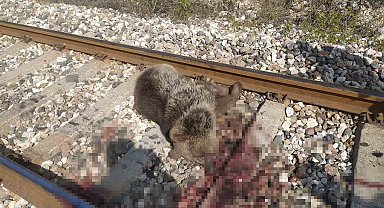 Trenin çarptığı ayı telef oldu