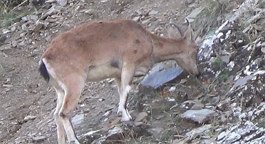 Tunceli'de, koruma altında bulunan yaban keçileri görüntülendi