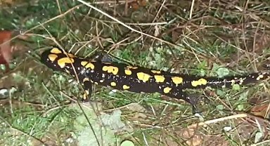 Tunceli'de soyu tehlikede olan benekli semender görüntülendi