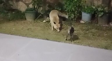 Tunceli'de tilkiler, kedilerle bir arada besleniyor