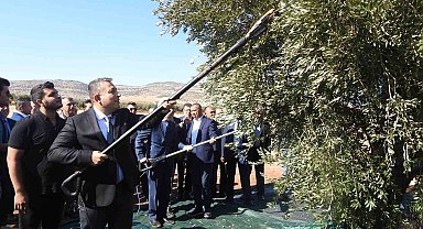 Türkiye'nin en kaliteli zeytinin üretildiği Kilis'te hasat başladı