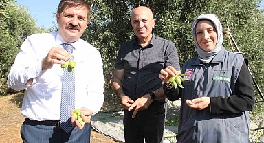 Türkiye'nin en kaliteli zeytininin üretildiği Karaman'da hasat başladı