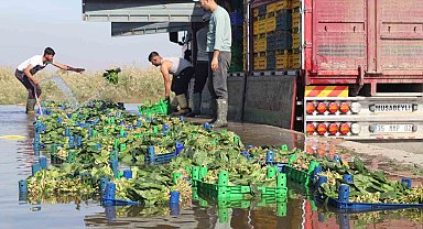 Türkiye'nin ıspanak deposunda hasat zamanı: Tarlada 4, pazarda 20 TL