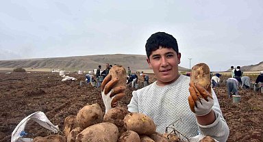 Türkiye'nin patates ambarlarından olan Ahlat'ta hasat başladı