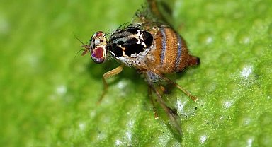 Tuzak sayımlarına başlandı