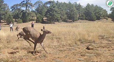 Üç kızıl geyik daha doğaya bırakıldı