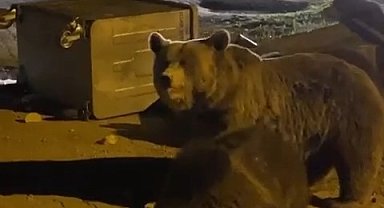 Uludağ'da hayvanlar ailemi kameralara yansıdı