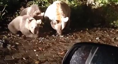 Uludağ'ın meşhur yavru ayıları büyüdü