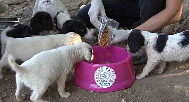 Ünye'de, sokak hayvanları için mama tesisi hizmete açılıyor