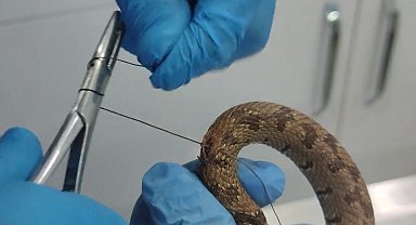 Üzerinden araç geçti, tedavi edildikten sonra doğal ortamına bırakıldı