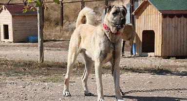Uzmanı gerçek kangal köpeklerinin özelliklerini anlattı