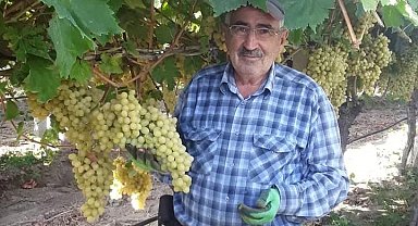 Üzüm salkımları tek tek kontrol ediliyor