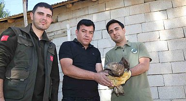 Van'da bitkin halde bulunan arı şahini tedavi altına alındı