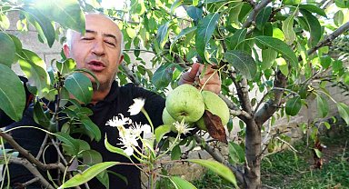 Van'da çiçek açan armut ağacı şaşırttı