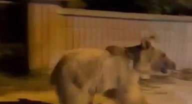 Vatandaşlar ilçe merkezinde gördükleri ayıyı kovaladı