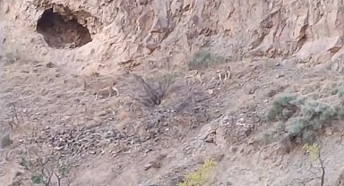 Yaban keçileri cep telefonuyla görüntülendi