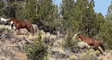 Yabani atları cep telefonu ile görüntüledi