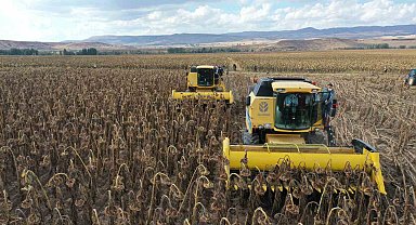 Yağlık ayçiçeği üretiminde rekor artış