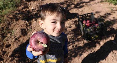 Yapılamaz denileni yaptı, 4 yılın ardından hasada başladı