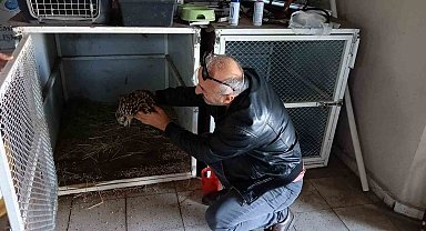 Yaralı bulduğu Kızıl Kartal'ı DKMP'ye teslim etti