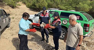 Yaralı bulunan yılan kartalı tedavi altına alındı