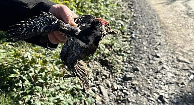 Yaralı halde bulunan ağaçkakan koruma altına alındı