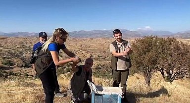 Yaralı keklikler tedavi edilerek doğaya bırakıldı