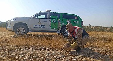 Yaralı Kızıl Şahin tedavi altına alındı