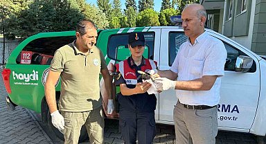 Yaralı su kaplumbağasına jandarma şefkati