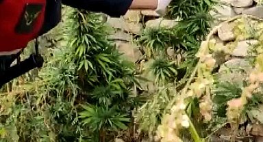 Yasa dışı kenevir üretimine jandarma darbesi