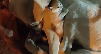 Yavru kedinin 'tehlikeli' sıcak yer arayışı