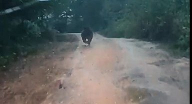 Yayla yolunda önüne çıkan yavru ayıyı aracıyla kovaladı