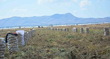 Yaylada patates hasadı sona erdi