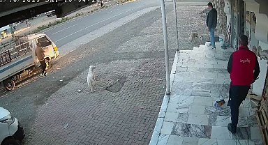 Yemeğini paylaşmak istemeyen kedi iki köpeğe kafa tuttu