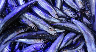 Yeni sezonda hamsi ihracatından 2 milyon dolara yakın döviz girdisi