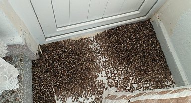 Yılda 300 kat çoğalabiliyor: Kahverengi kokarcalar, Ordu'da toplu şekilde evlere giriyor