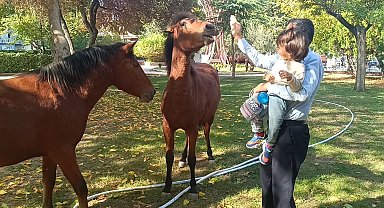 Yılkı atlarını gören cep telefonuna sarıldı