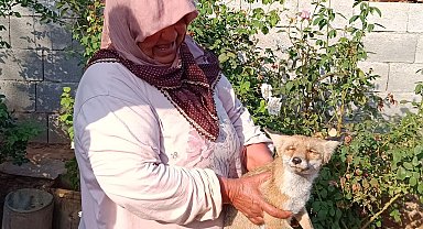 Yolda bulduğu yaralı tilkiyi evine götürerek besledi