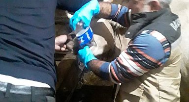 Yonca yiyerek şişen 150 hayvana müdahale edildi