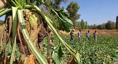 Yozgat'ta şeker pancarı hasadı başladı