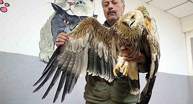 Yozgat'ta yorgun ve bitkin halde şah kartalı bulundu