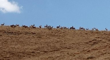 Yüksekova'da dağ keçisi avlayan 9 şüpheli hakkında adli tahkikat başlatıldı