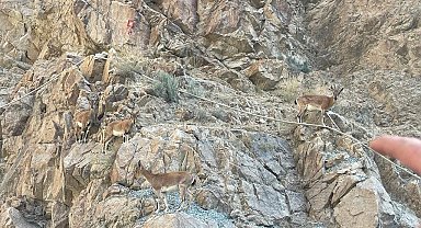 Yusufeli Barajı sahasında yaban keçileri görüntülendi